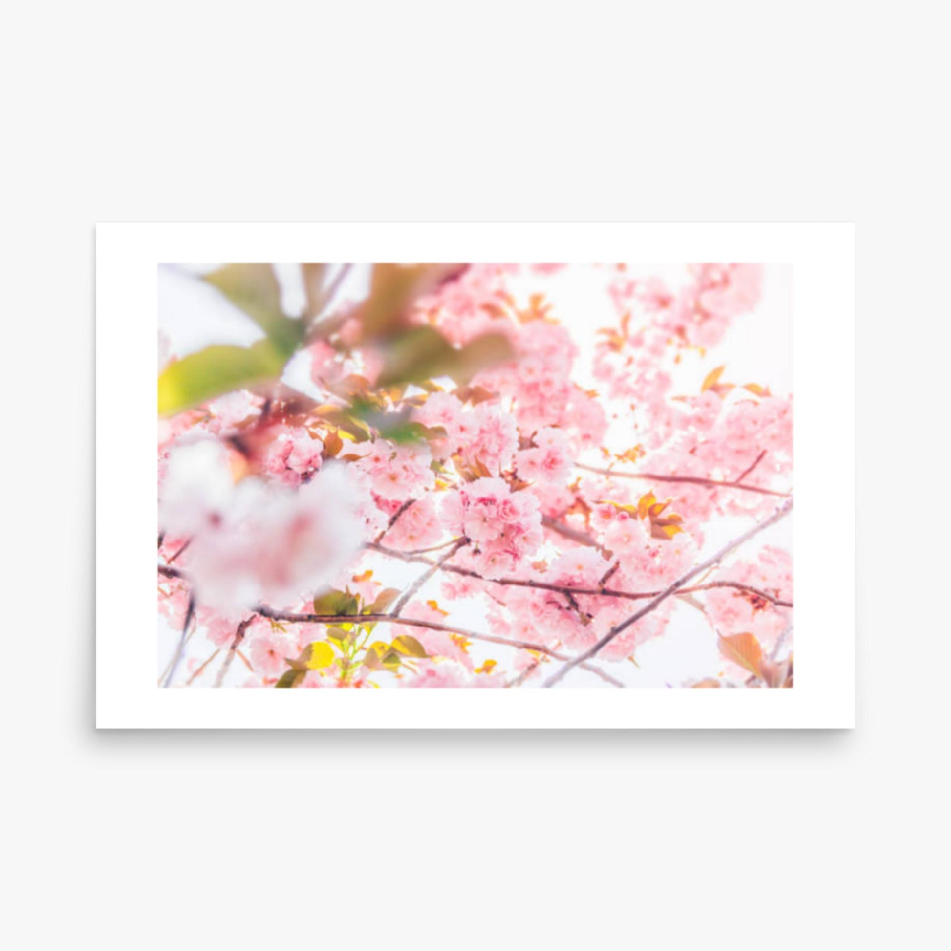 Cherry blossom flowers and sunshine 24x36 in Poster