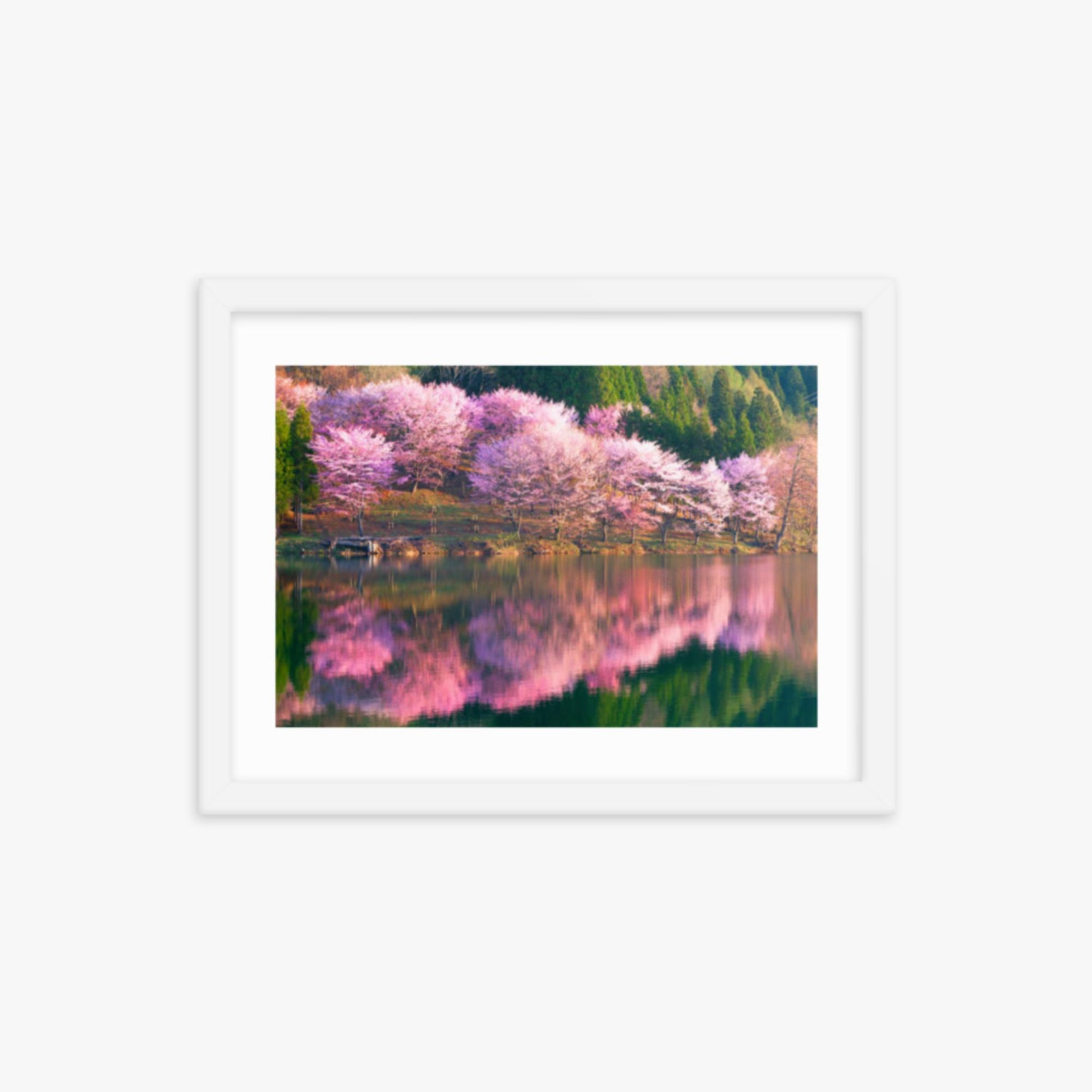 Pink cherry blossoms reflected in Lake Nakatsuna 12x16 in Poster With White Frame