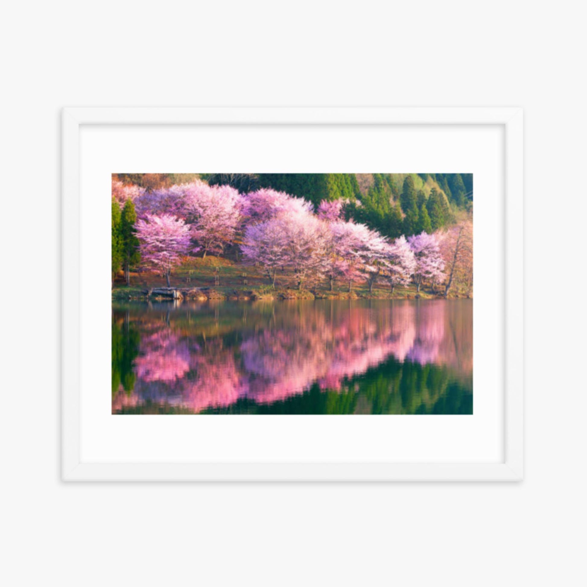 Pink cherry blossoms reflected in Lake Nakatsuna 16x20 in Poster With White Frame