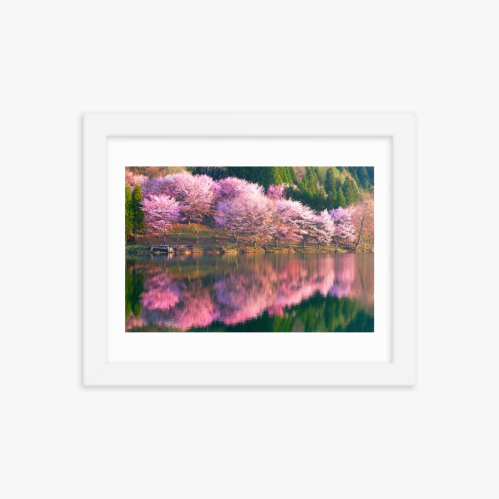 Pink cherry blossoms reflected in Lake Nakatsuna 8x10 in Poster With White Frame