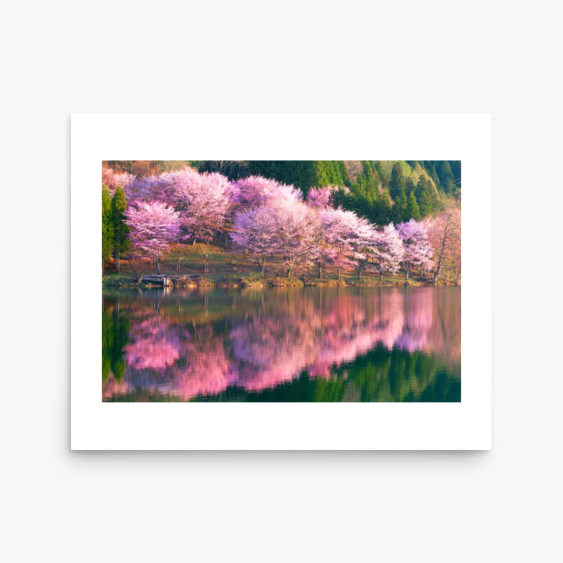 Pink cherry blossoms reflected in Lake Nakatsuna 16x20 in Poster
