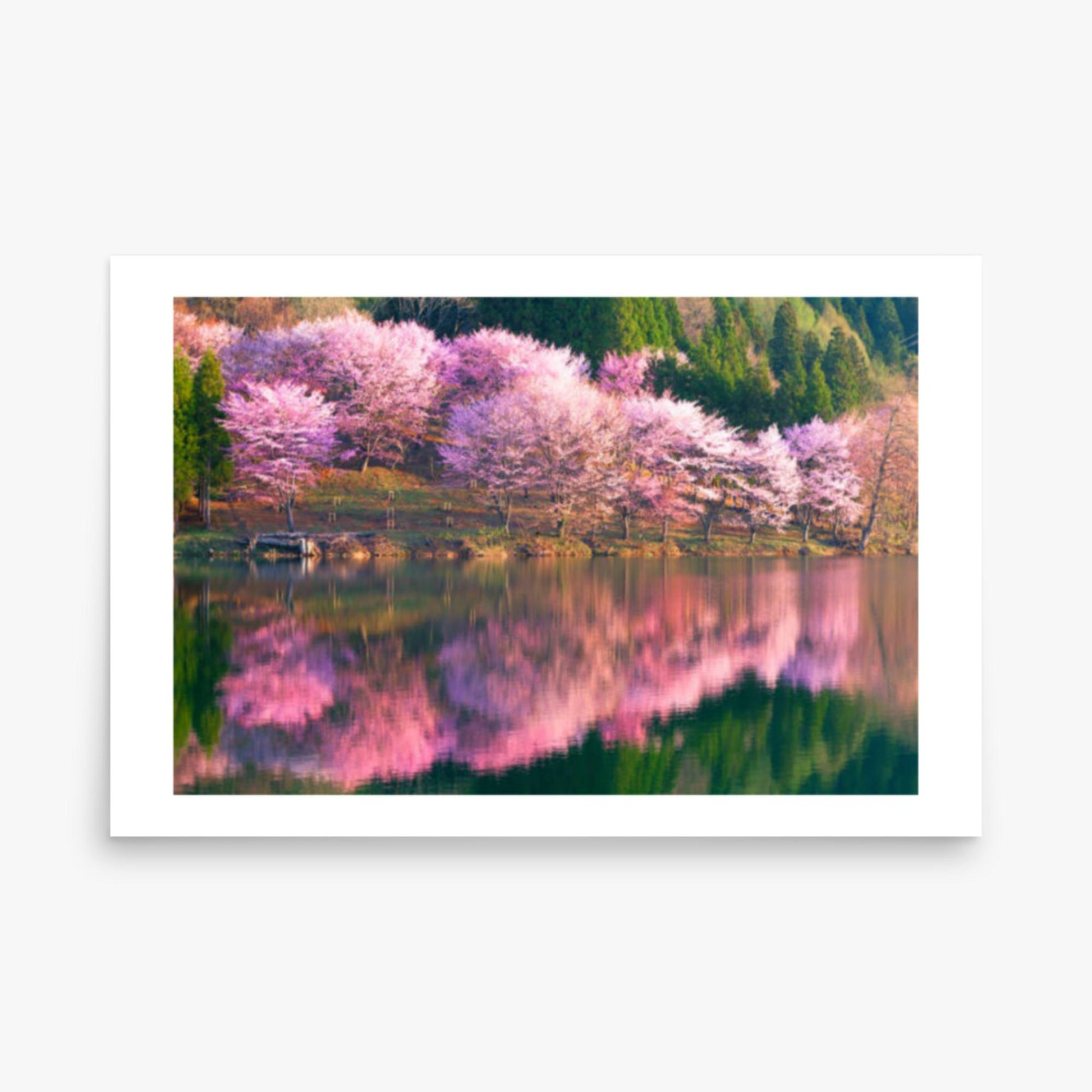 Pink cherry blossoms reflected in Lake Nakatsuna 24x36 in Poster
