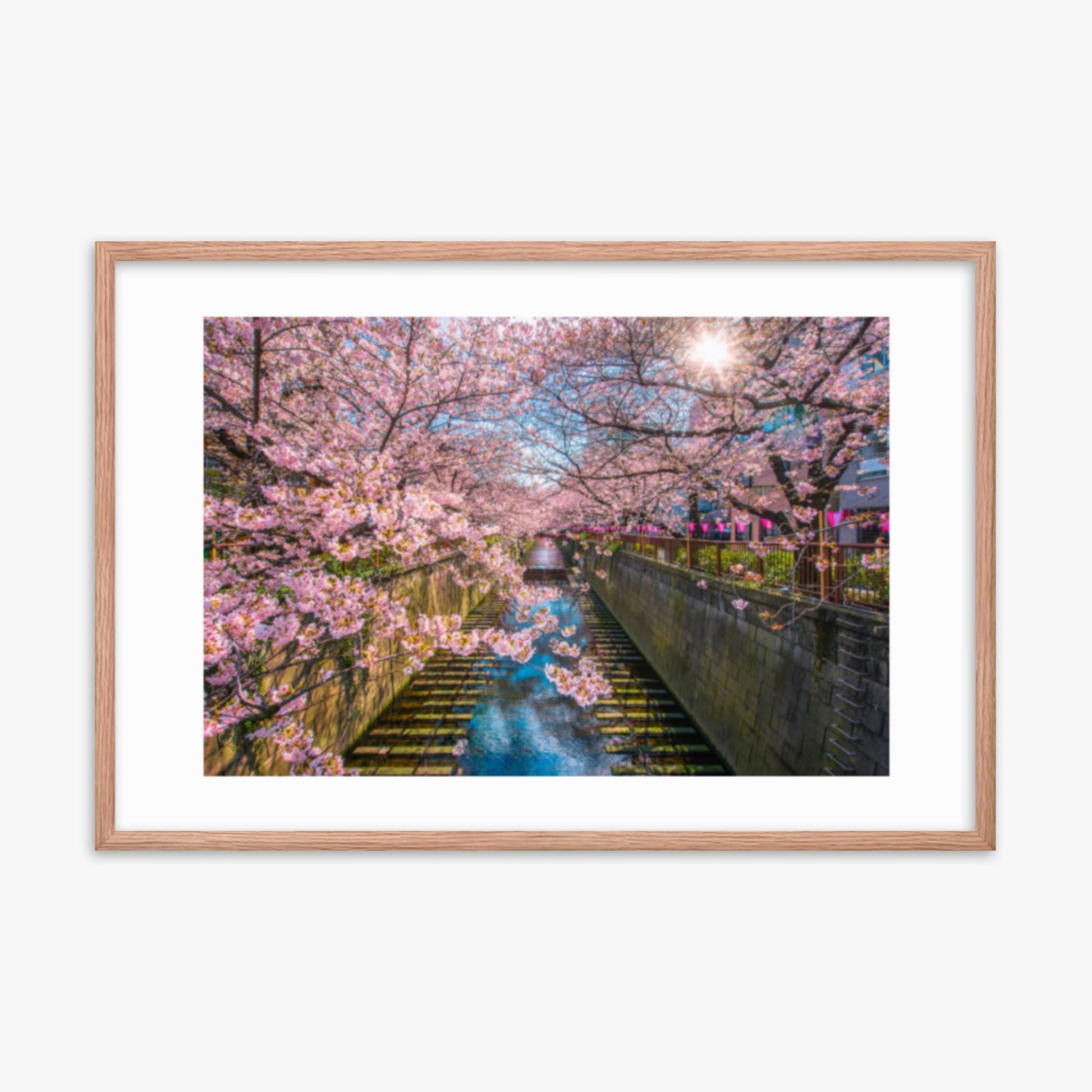 Cherry blossom sakura lined Meguro Canal in Tokyo 24x36 in Poster With Oak Frame